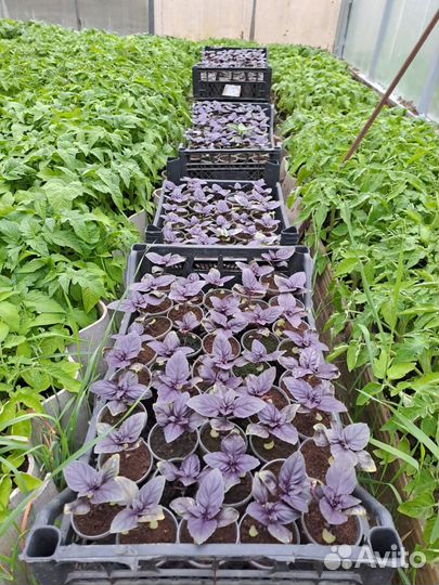 Рассада огурцов, кабачков, базилик