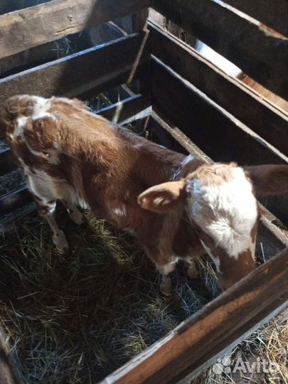 Корова дойная с теленком