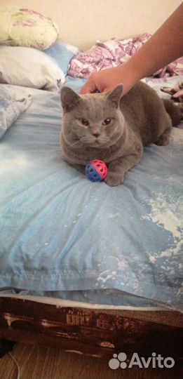 Кот чистокровный на вязку