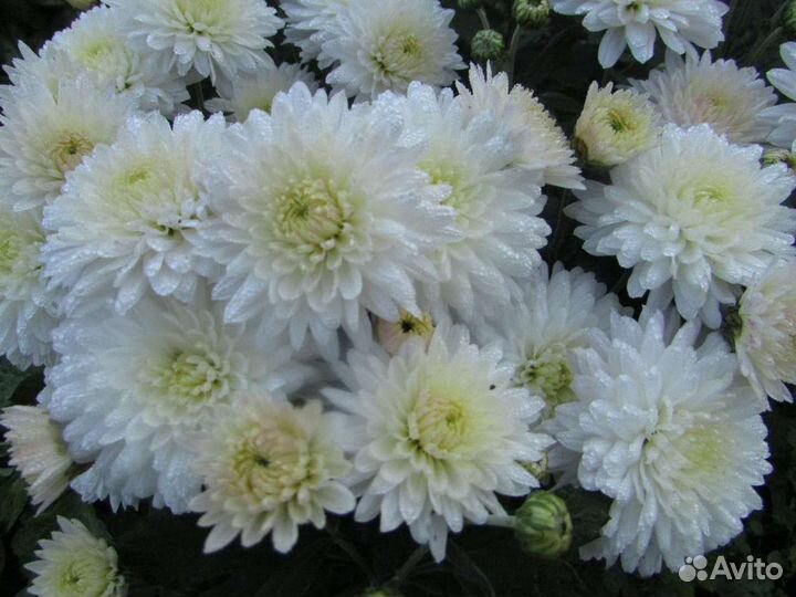 Хризантемы мультифлора