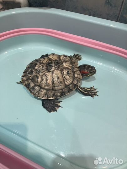 Черепаха с аквариумом