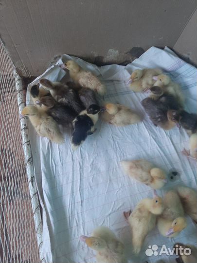 Индоутята тяжелой линии