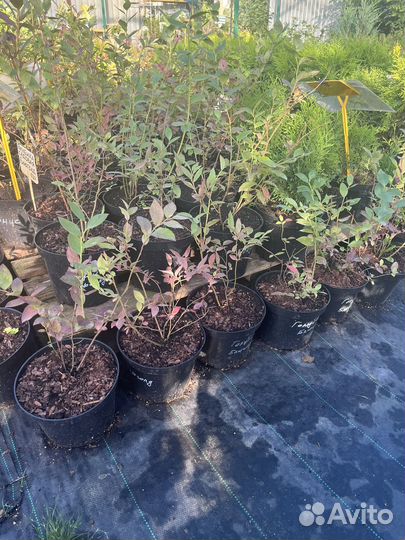 Голубика садовая Патриот,Элизабет,Блюголд,Блюкроп