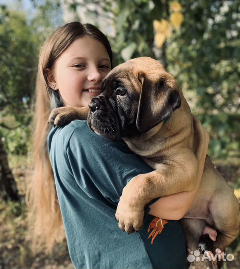 Бульмастиф