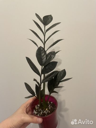 Крестовник, Каланхое, крассула (суккуленты)