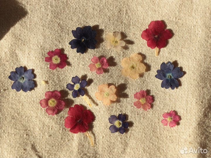 Сухоцветы для творчества