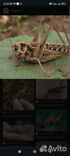 Саранча для сома