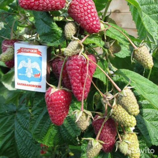 Саженцы ремонтантной малины Атлант