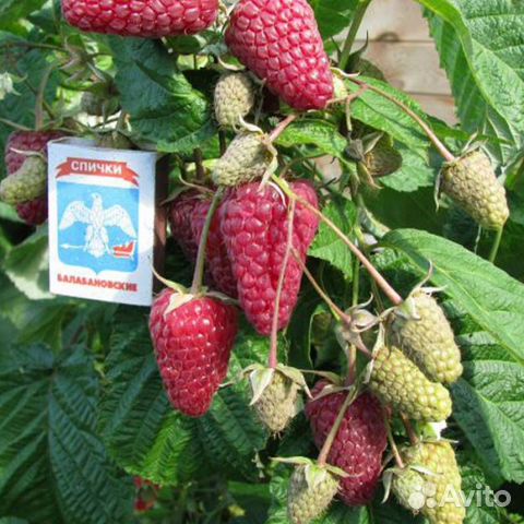 Саженцы ремонтантной малины Атлант