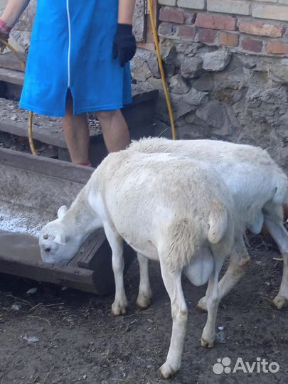 Катумские баранчики