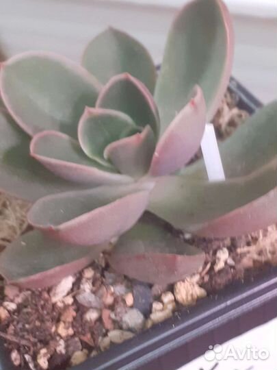 Суккуленты 1