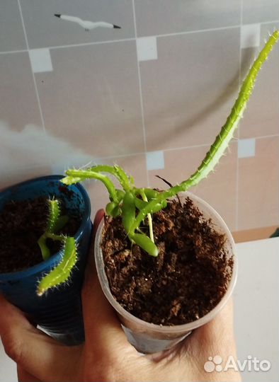 Комнатные цветы разные