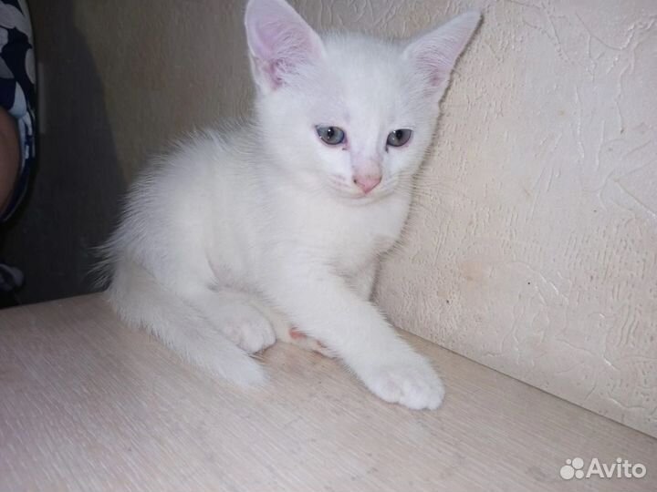 Котята бесплатно