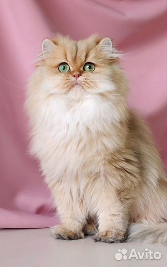 Золотая шиншилла