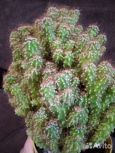 Кактус цериус