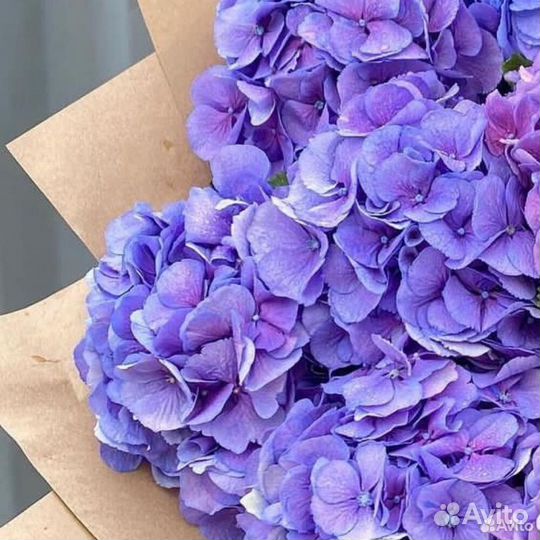 Букет из 11 фиолетовых гортензий