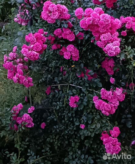 Рассада многолетних цветов