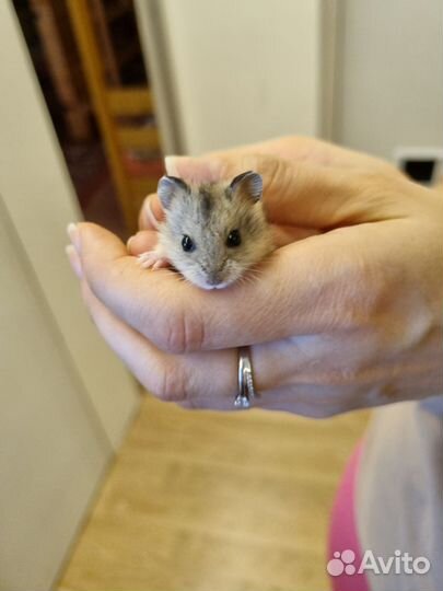 Джунгарский хомячок мальчик
