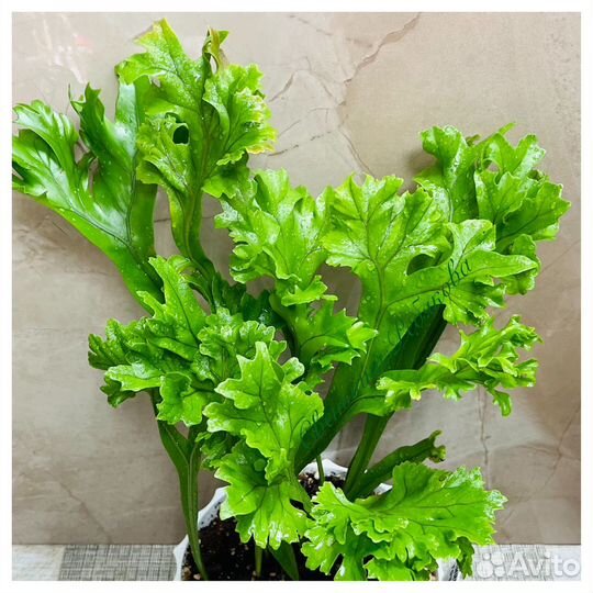 Микросорум punctatum grandiceps