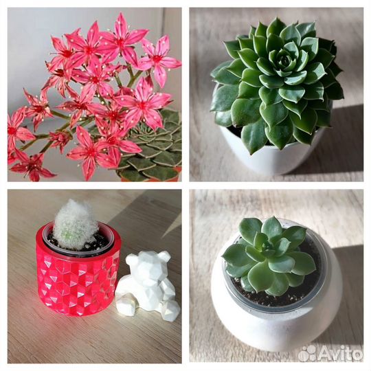 Кактусы и суккуленты. Граптопеталум. Эхеверия