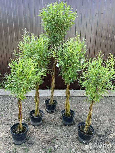 Живое дерево витое