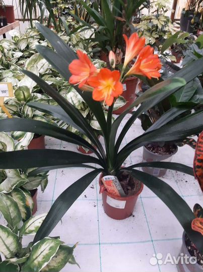 Комнатные растения цветы