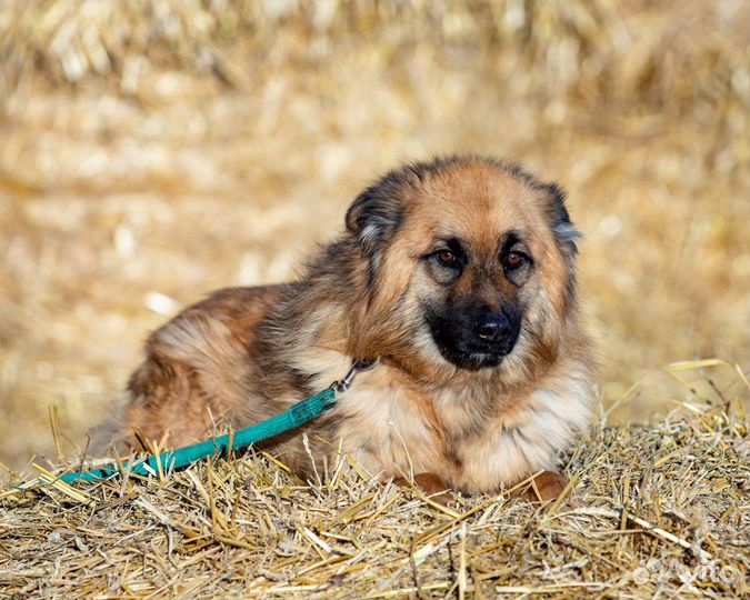 Собака Сахалин