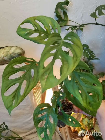 Монстера манки маск, минима лиана