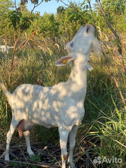 Сыр домашний козий/молоко/творог/сыворотка