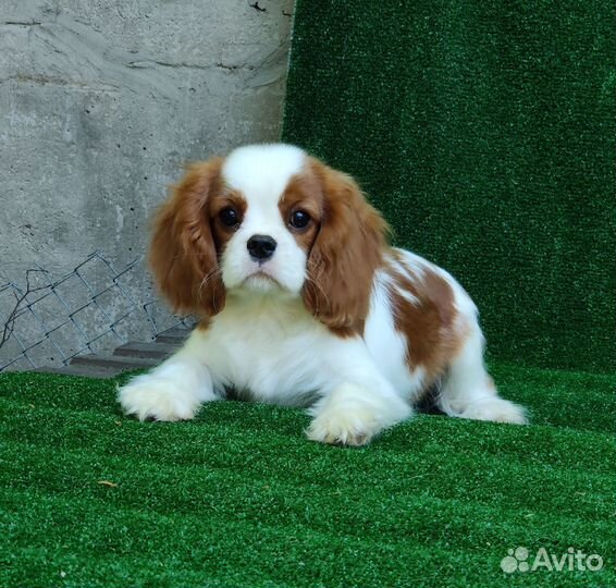 Кавалер кинг чарльз спаниель