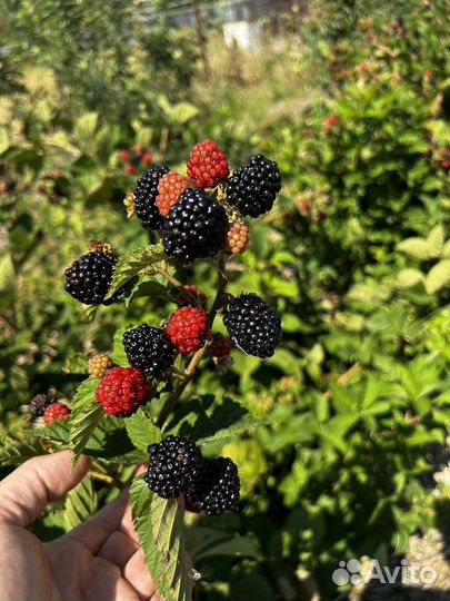 Саженцы ежевики