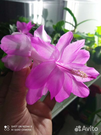 Декабрист шлюмбергера