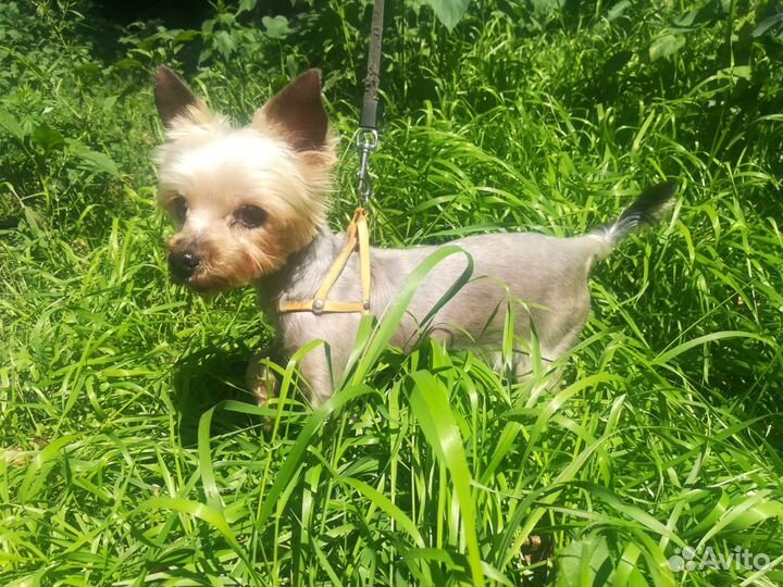 Йоркширский терьер мини