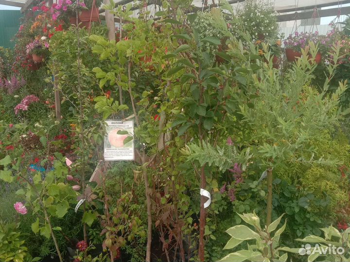 Яблоня, слива, груша, вишня, черешня и др