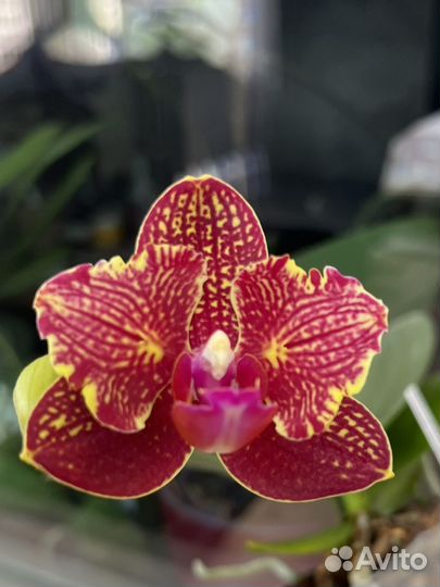 Орхидея Phal. I-Hsin Claire ES’551’ цветет