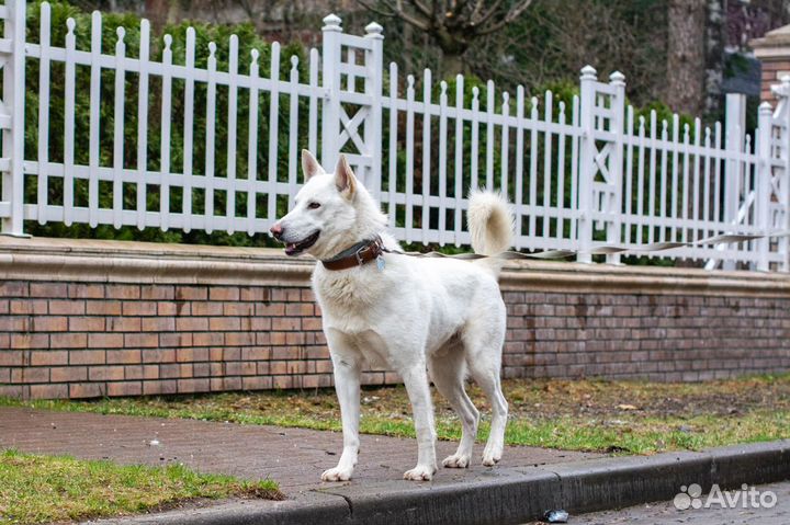 Самый лучший пес в мире в поисках дома