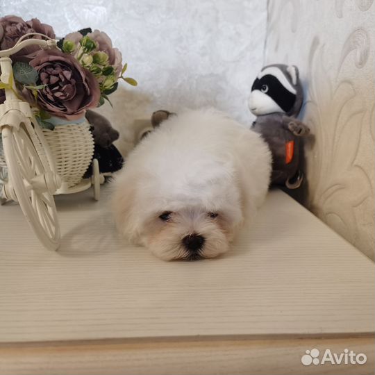 Мальтезе