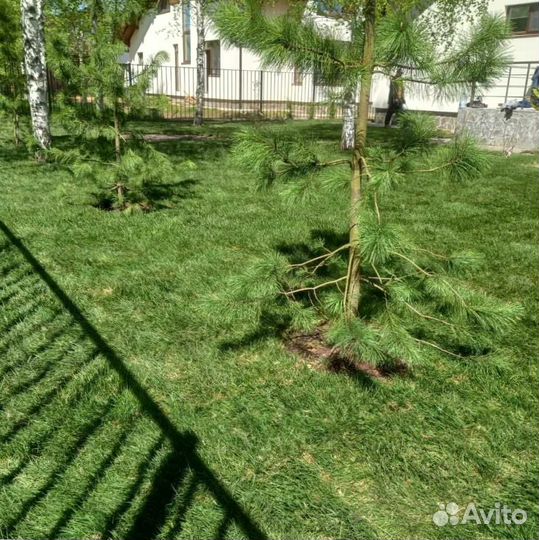 Рулонный газон, газон посевной