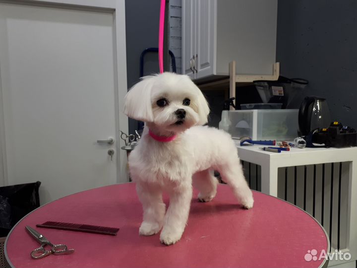 Грумер. Стрижка и уход для собак и кошек