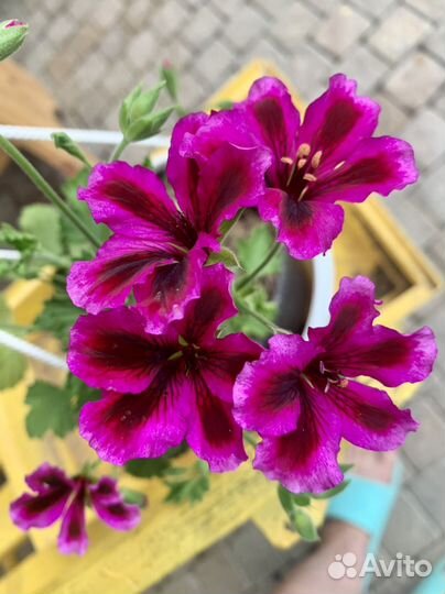 Пеларгонии сортовые