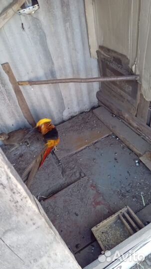 Фазан золотой