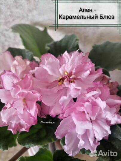 Фиалки сортовые стандарты, полумини, мини, трейлер