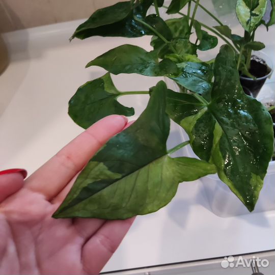 Сингониумы сортовые