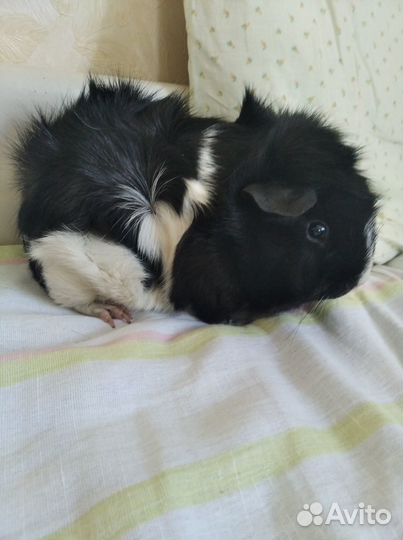 Морская свинка