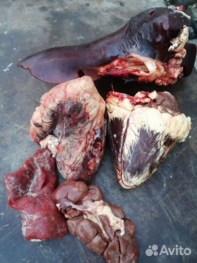 Мясо и кости для собак