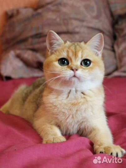 Британская золотая шиншилла