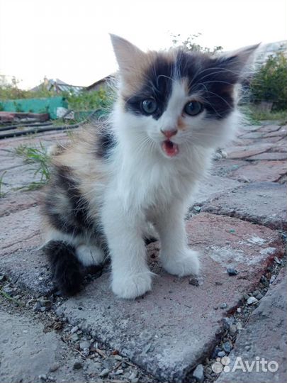 Трехцветная кошечка