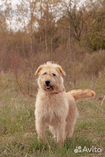 Отдам в добрые руки