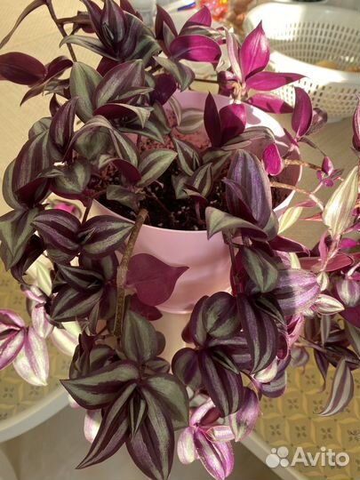 Традесканция