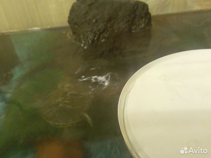 Водная Красноухая черепашка